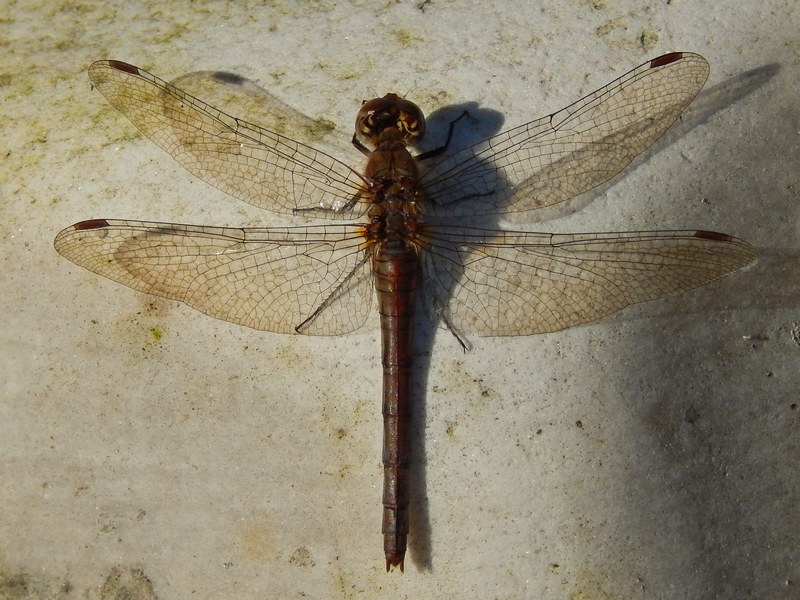 M e F di Sympetrum ?